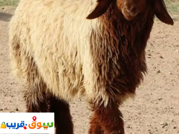 أضاحي العيد للبيع خروف صومالي رقم واحد وزن من 30...