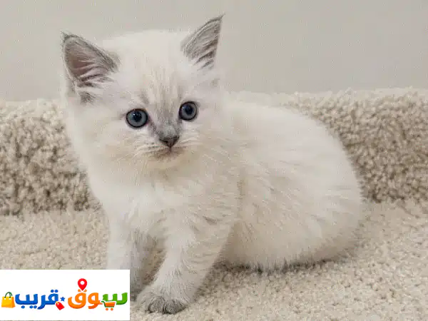 قطة هيمالايا أنثى صغيرة للبيع | شهرين | عيون زرقاء...