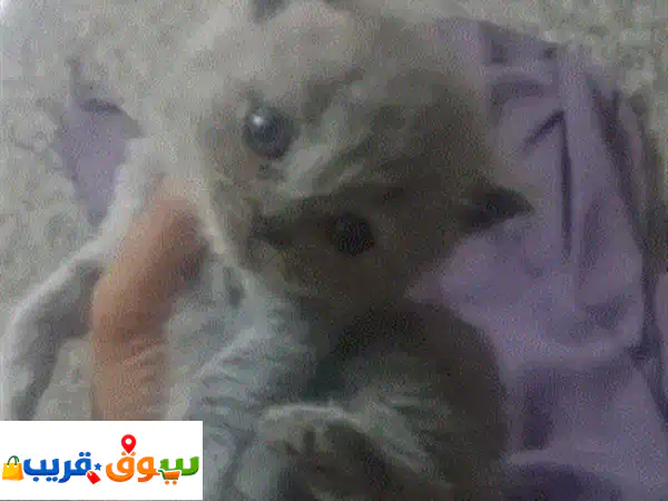 قط هملايا شوكلت ذكر ساحر للبيع بالزرقاء | لعوب وحنون | توصيل لجميع المحافظات