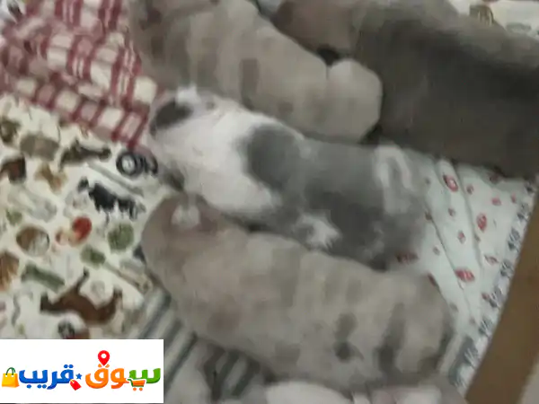 French Bulldog Puppies Available