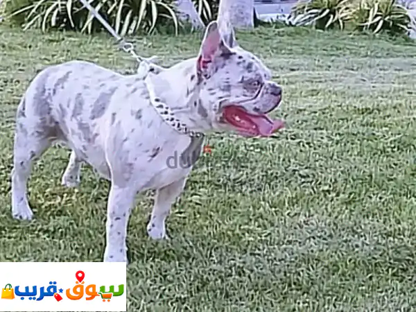 French Bulldog Puppies Available