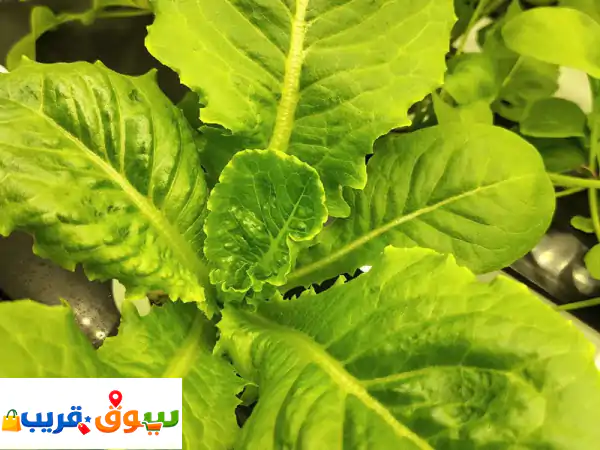 جديد كلياً: أجهزة الزراعة المائية المنزلية | حصاد طازج يومياً لكل بيت (4000 د.إ)