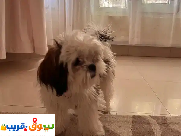 5 Months Female Shih Tzu Puppy for Sale