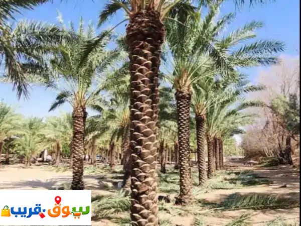 نخل عربي وزينة للبيع: أجود النخيل المثمر والملكي...