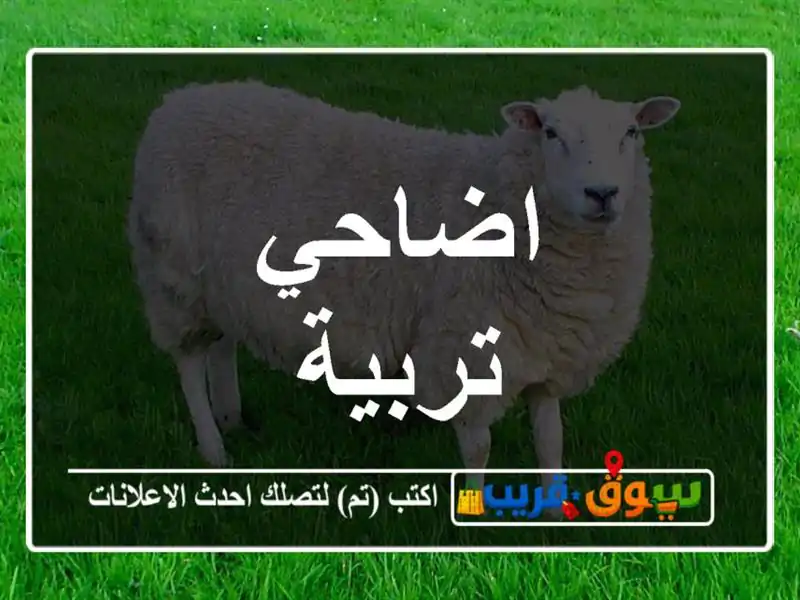 اضاحي تربية