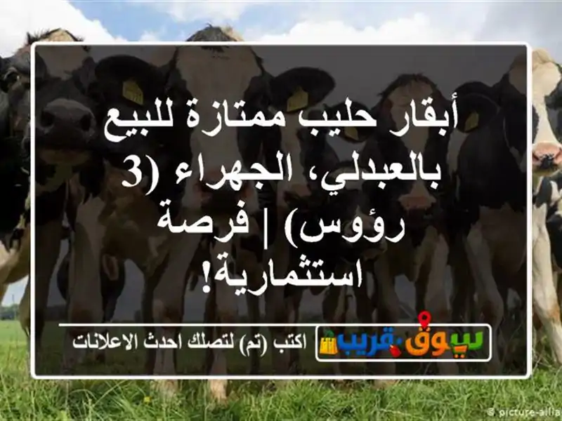 أبقار حليب ممتازة للبيع بالعبدلي، الجهراء (3 رؤوس)...