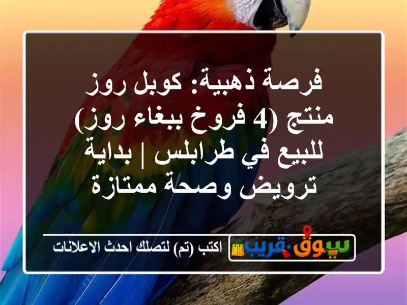 فرصة ذهبية: كوبل روز منتج (4 فروخ ببغاء روز) للبيع...