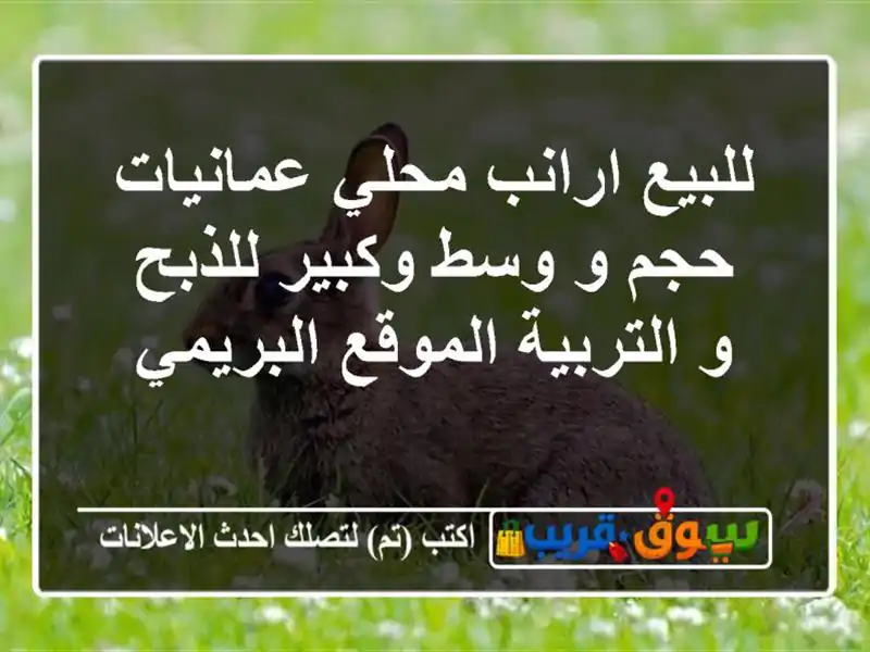 للبيع ارانب محلي عمانيات حجم و وسط وكبير للذبح...