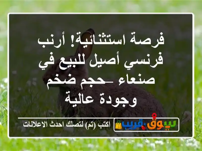 فرصة استثنائية! أرنب فرنسي أصيل للبيع في صنعاء –...