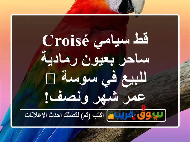 قط سيامي Croisé ساحر بعيون رمادية للبيع في سوسة 🐾 -...