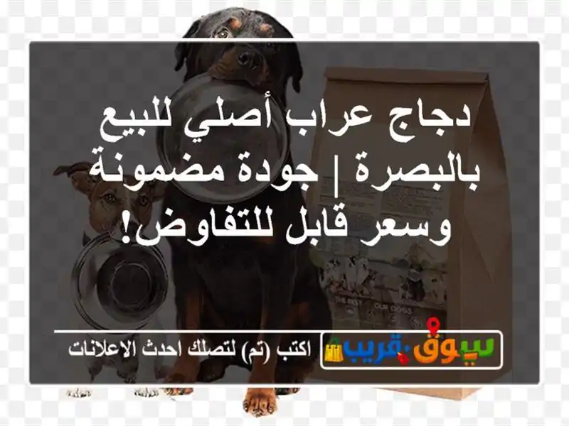 دجاج عراب أصلي للبيع بالبصرة | جودة مضمونة وسعر...