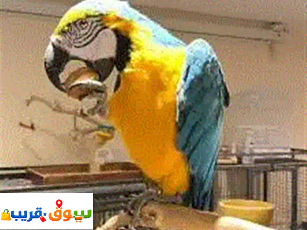 فرصة فريدة: زوج ببغاء مكاو أزرق وذهبي أليف، مدرب...
