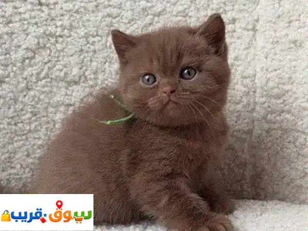 british shorthair kitten