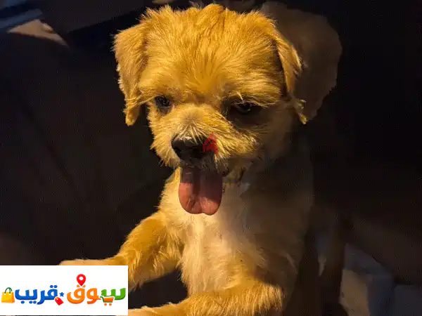 فرصة لا تعوض! 🌟 شيتزو ذكر للبيع - رفيقك الوفي...