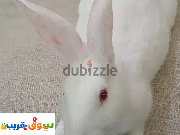 أرنب ذكر أليف للبيع 🐰 بعمر 5 شهور - رفيقك...