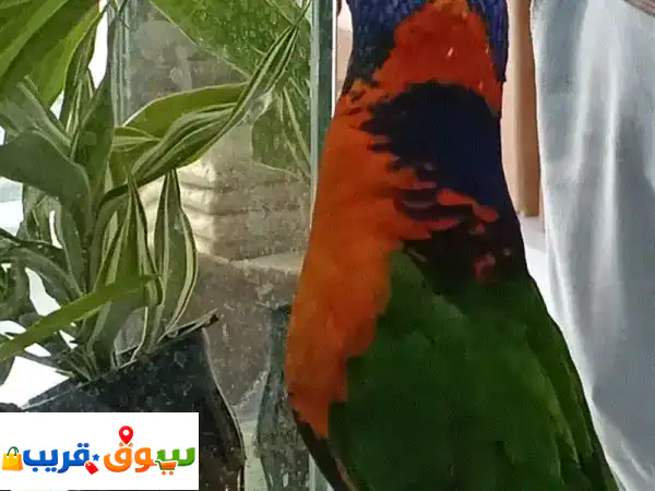 Lorikeet Bird