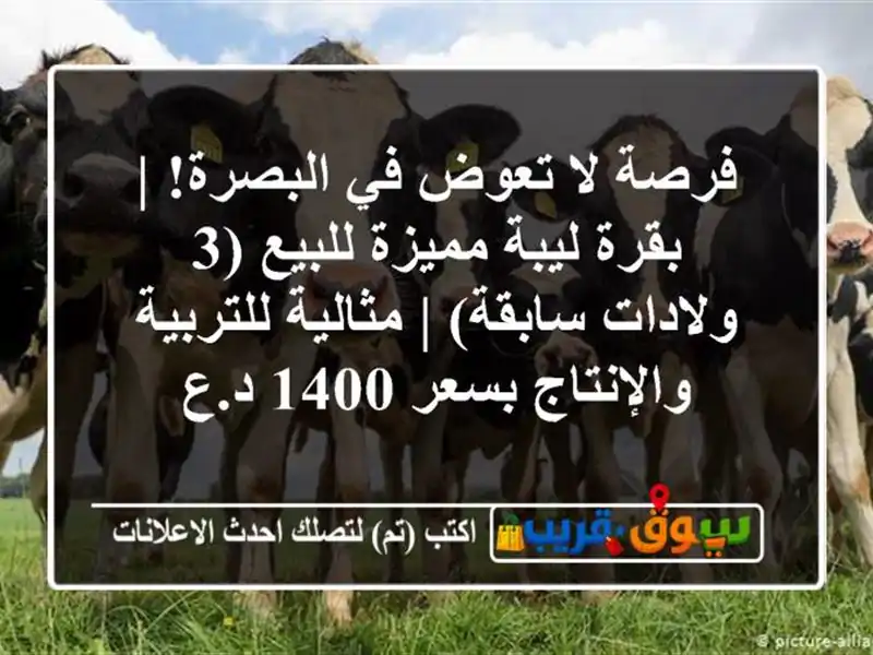 فرصة لا تعوض في البصرة! | بقرة ليبة مميزة للبيع (3...