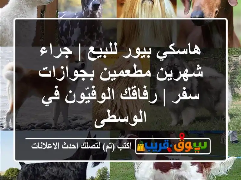 هاسكي بيور للبيع | جراء شهرين مطعمين بجوازات سفر...