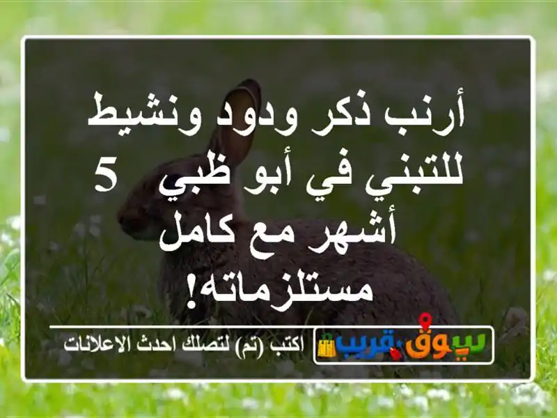أرنب ذكر ودود ونشيط للتبني في أبو ظبي - 5 أشهر مع...