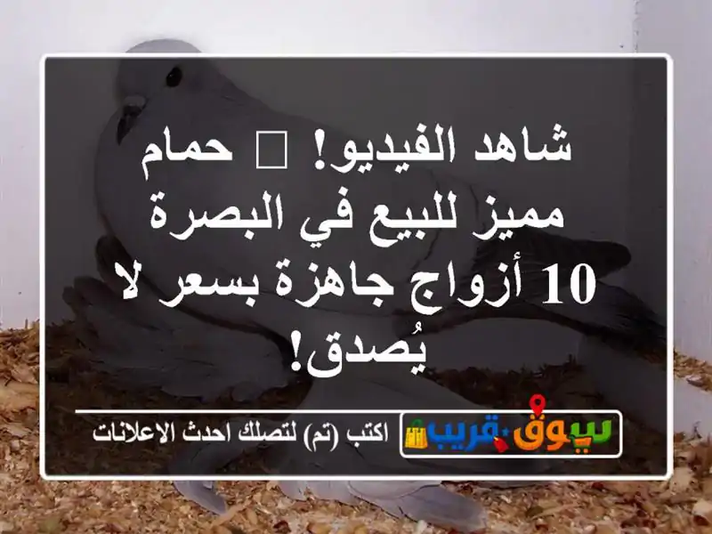 شاهد الفيديو! 🦅 حمام مميز للبيع في البصرة - 10...