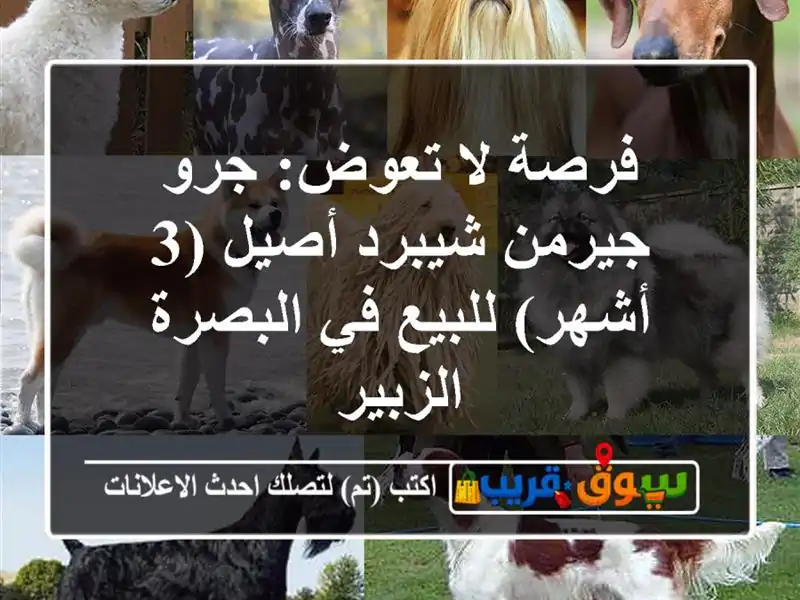 فرصة لا تعوض: جرو جيرمن شيبرد أصيل (3 أشهر) للبيع...