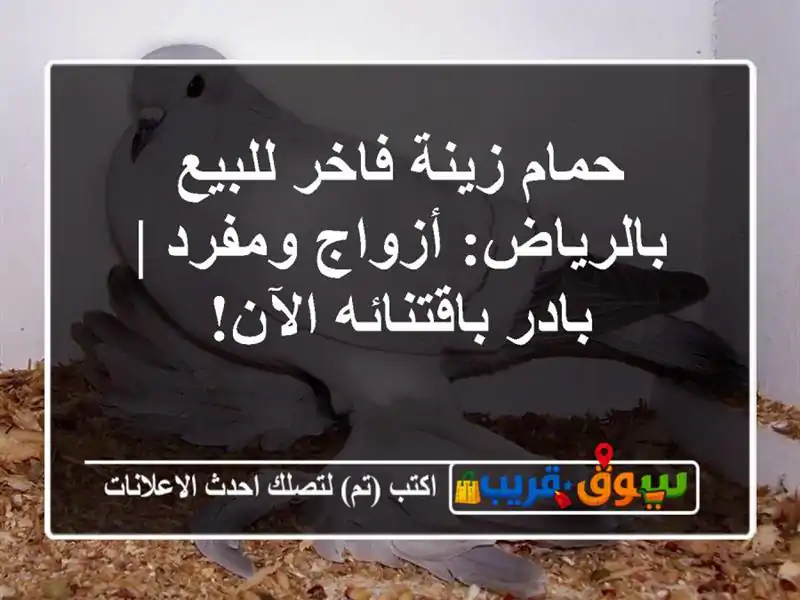 حمام زينة فاخر للبيع بالرياض: أزواج ومفرد |...