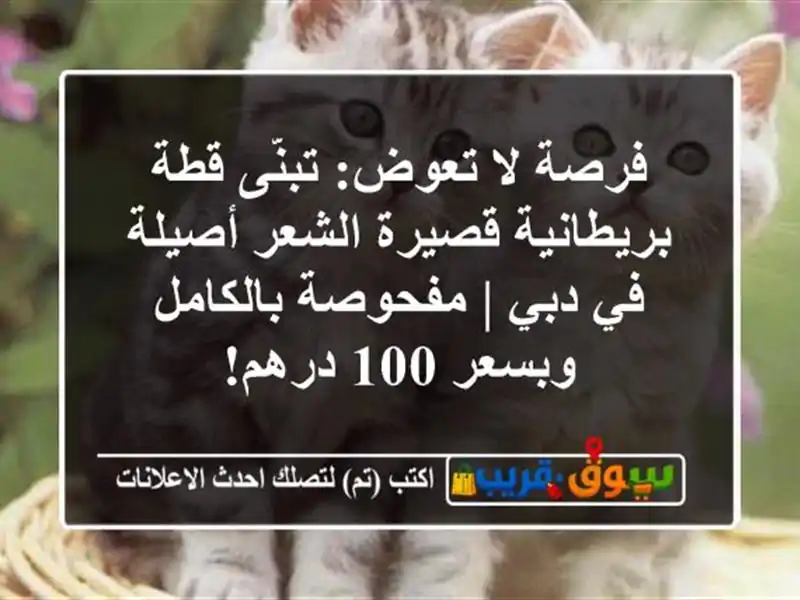 فرصة لا تعوض: تبنّى قطة بريطانية قصيرة الشعر أصيلة...
