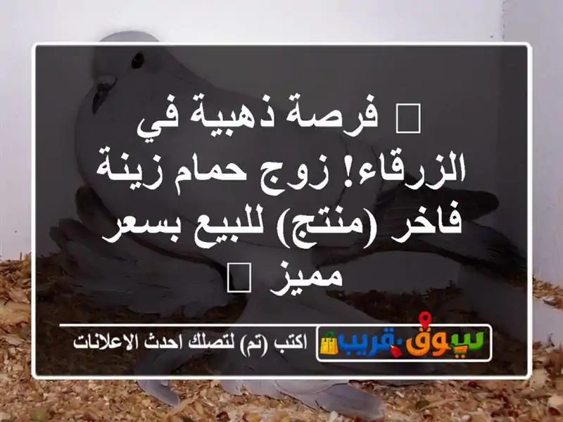 🌟 فرصة ذهبية في الزرقاء! زوج حمام زينة فاخر...