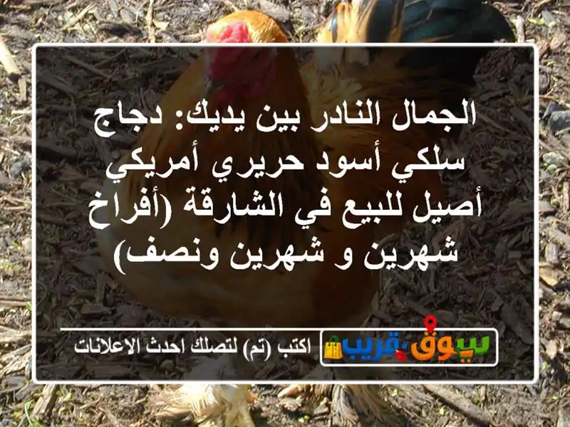 الجمال النادر بين يديك: دجاج سلكي أسود حريري...