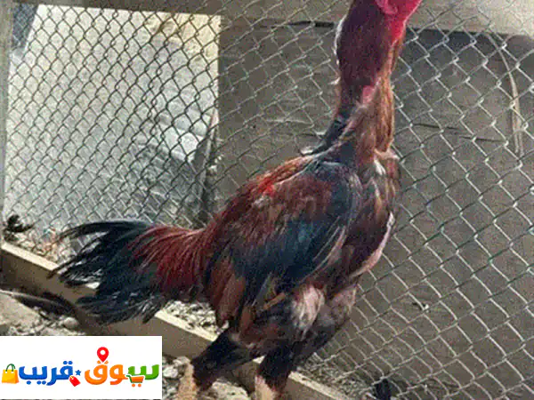 للبيع زوج حمام هلمت