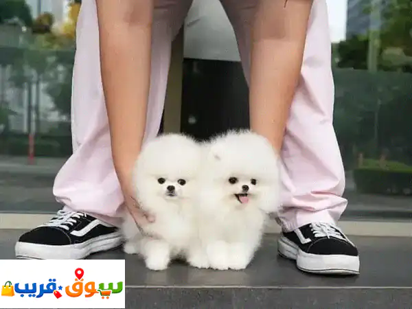 Vaccinated Pomeranian Puppies For Adoption