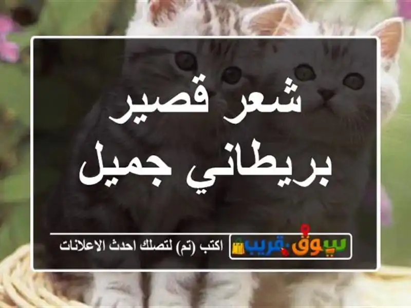 شعر قصير بريطاني جميل