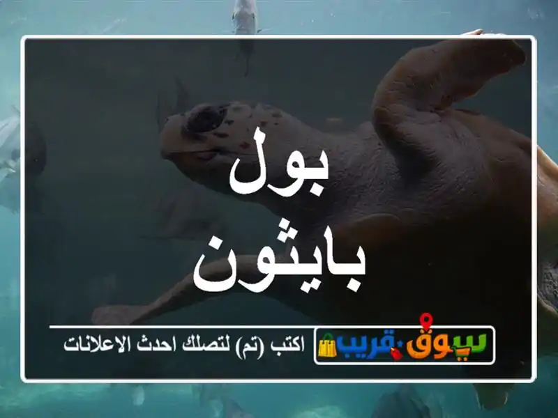 بول بايثون