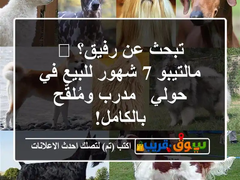 تبحث عن رفيق؟ 🐾 مالتيبو 7 شهور للبيع في حولي -...