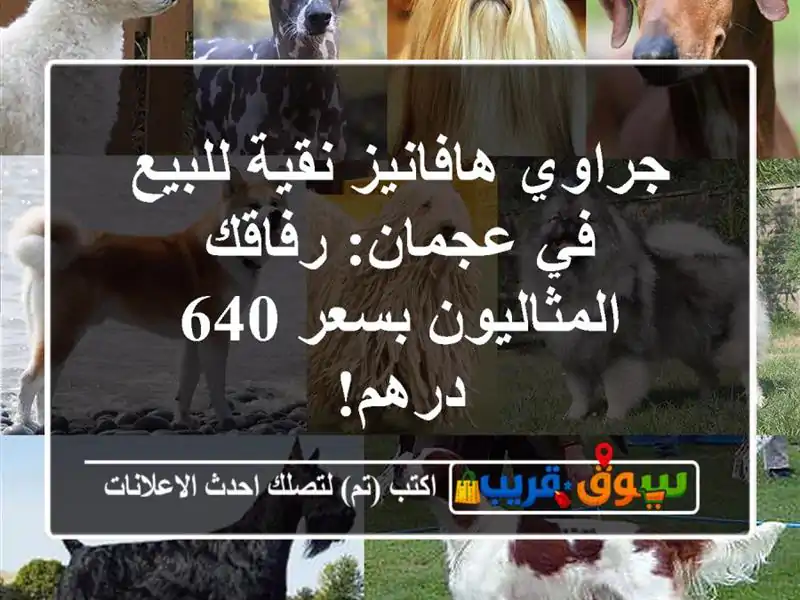 جراوي هافانيز نقية للبيع في عجمان: رفاقك...