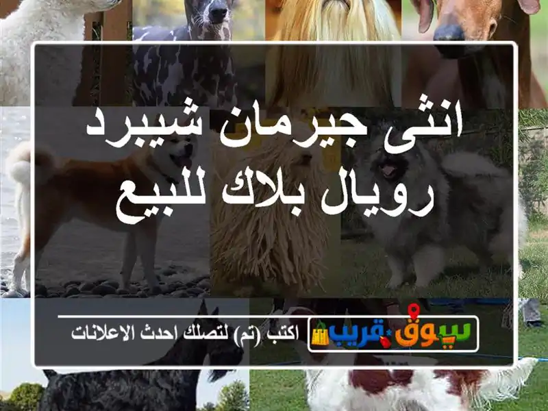 انثى جيرمان شيبرد رويال بلاك للبيع
