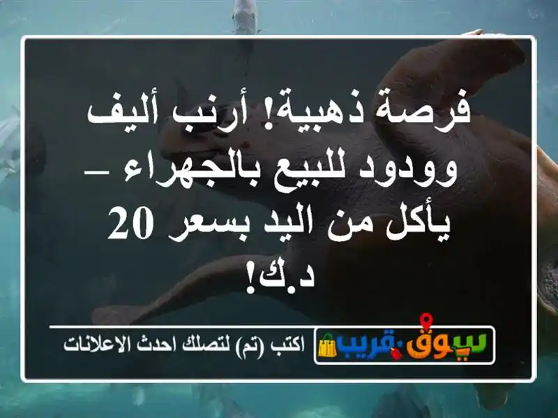فرصة ذهبية! أرنب أليف وودود للبيع بالجهراء – يأكل...