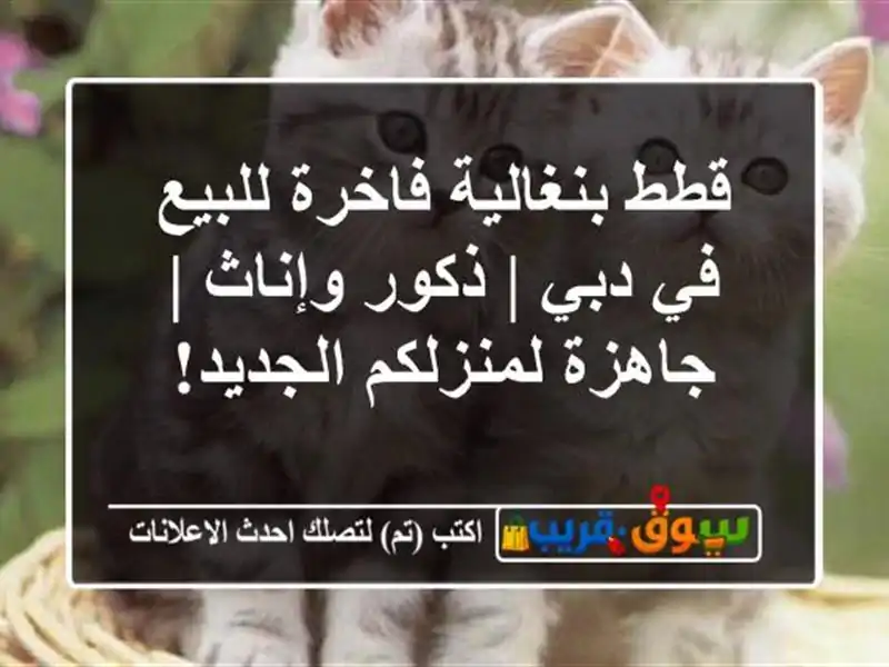 قطط بنغالية فاخرة للبيع في دبي | ذكور وإناث |...