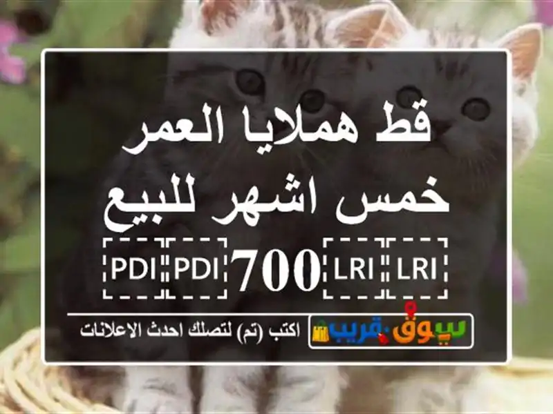 قط هملايا العمر خمس اشهر للبيع ⁦⁦700⁩⁩