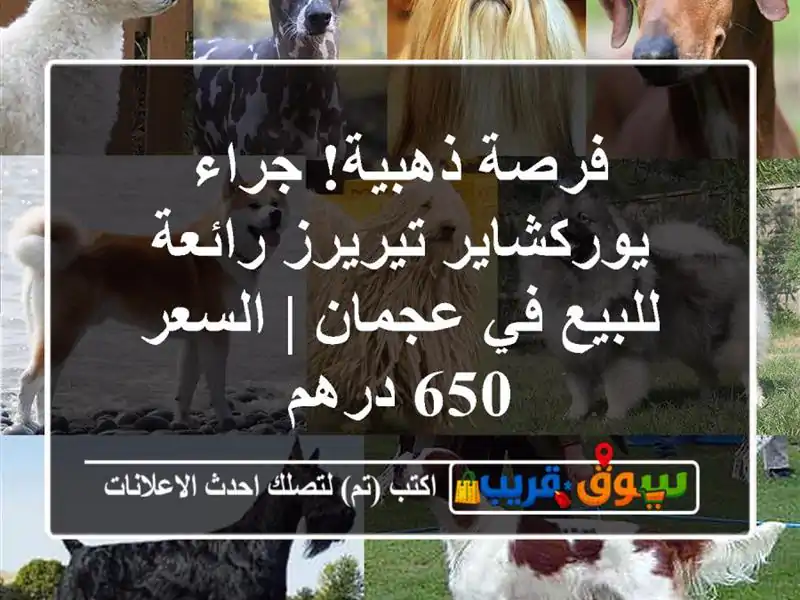 فرصة ذهبية! جراء يوركشاير تيريرز رائعة للبيع في عجمان...
