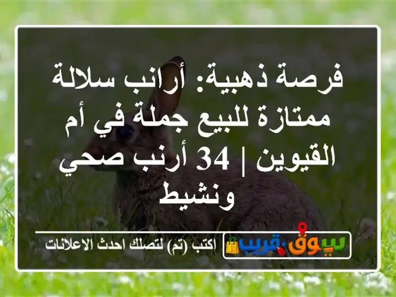 فرصة ذهبية: أرانب سلالة ممتازة للبيع جملة في...