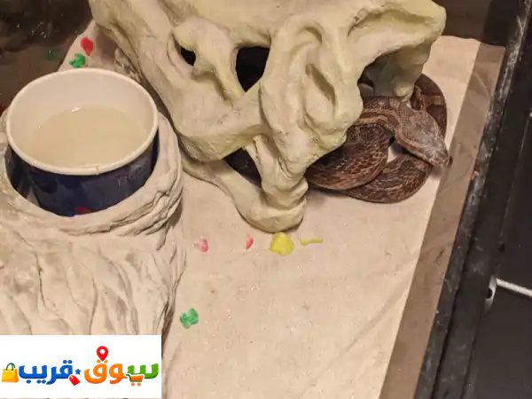 اقتنِ أفعى زينة غير سامة بمكة: رفيقك الفريد في...