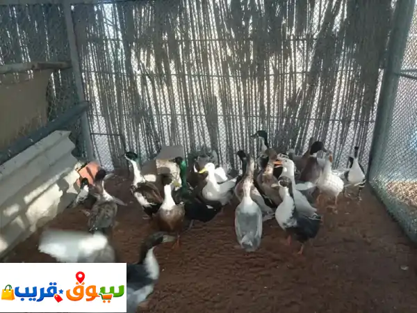 دجاج فيومي وبلدي أصيل وبط سكوفي فاخر للبيع - إنتاج...