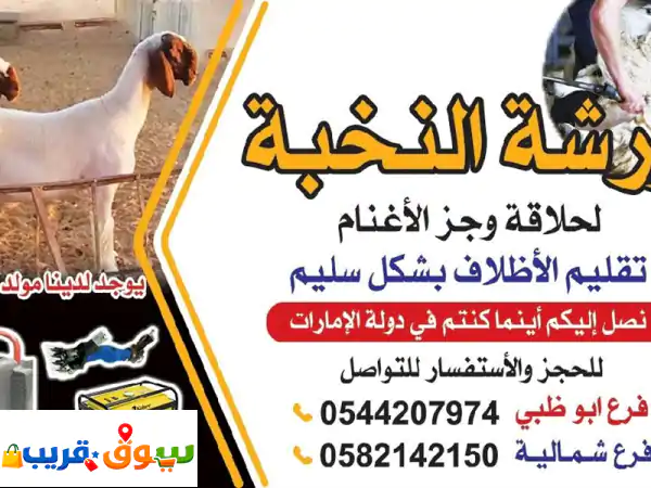 حلاق أغنام والمواشي حلال الامارات للتواصل