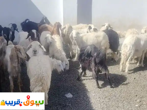 امتلك مراحًا استثنائيًا: 64 رأسًا من الضان...