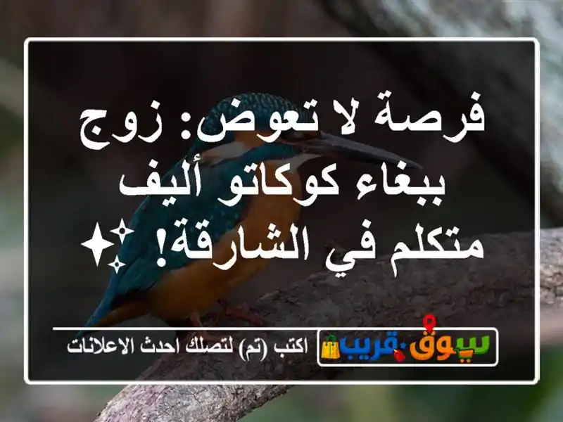 فرصة لا تعوض: زوج ببغاء كوكاتو أليف متكلم في الشارقة! ✨