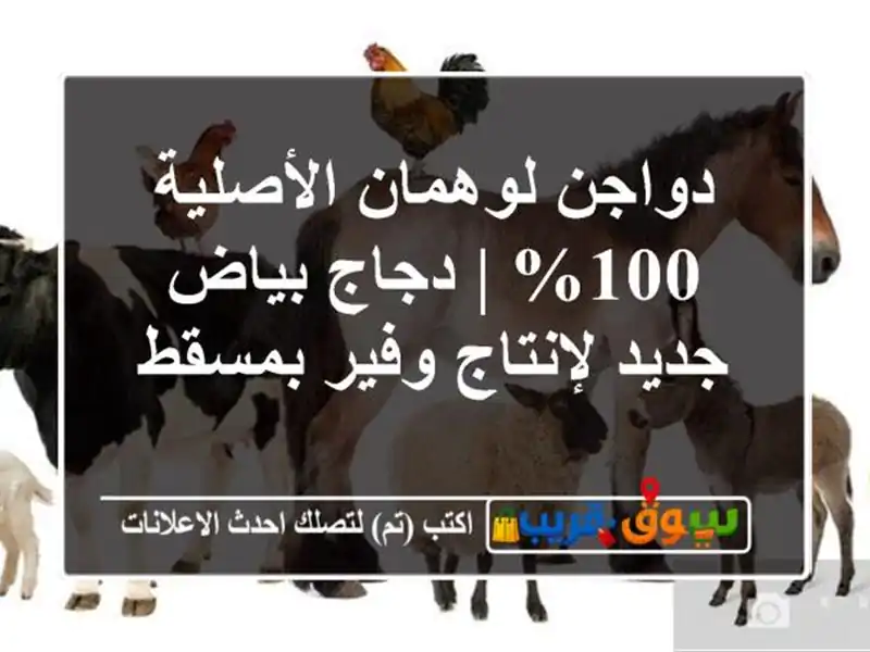 دواجن لوهمان الأصلية 100% | دجاج بياض جديد لإنتاج...