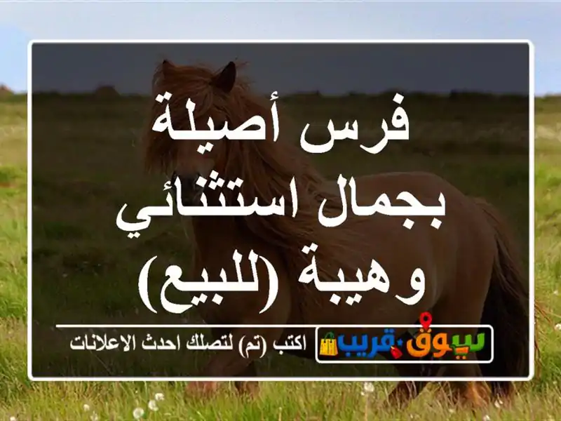 فرس أصيلة بجمال استثنائي وهيبة (للبيع)