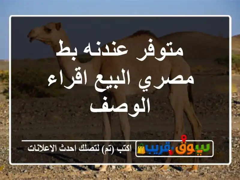 متوفر عندنه بط مصري البيع اقراء الوصف