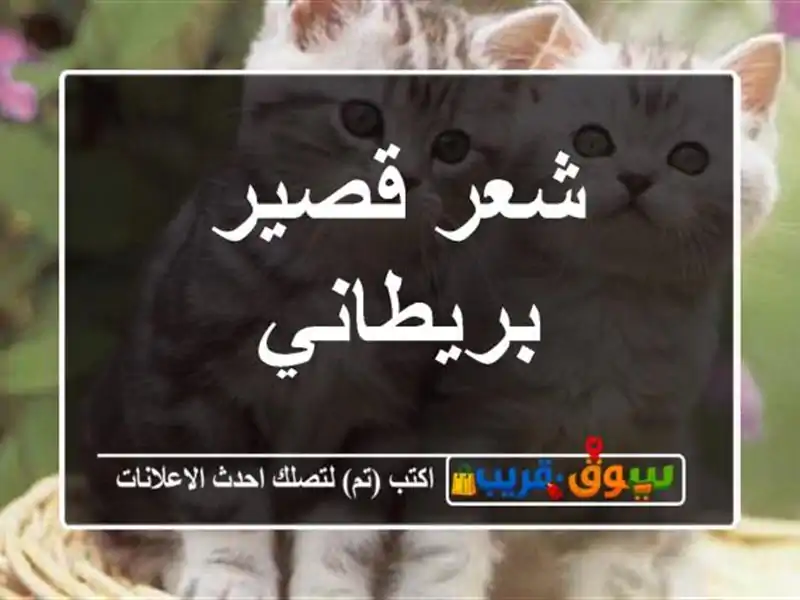 شعر قصير بريطاني